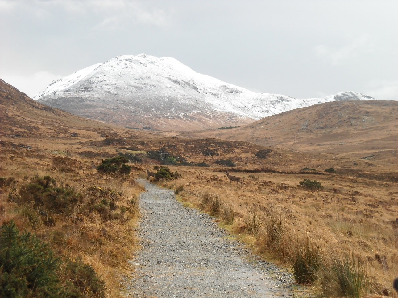 train tours from dublin